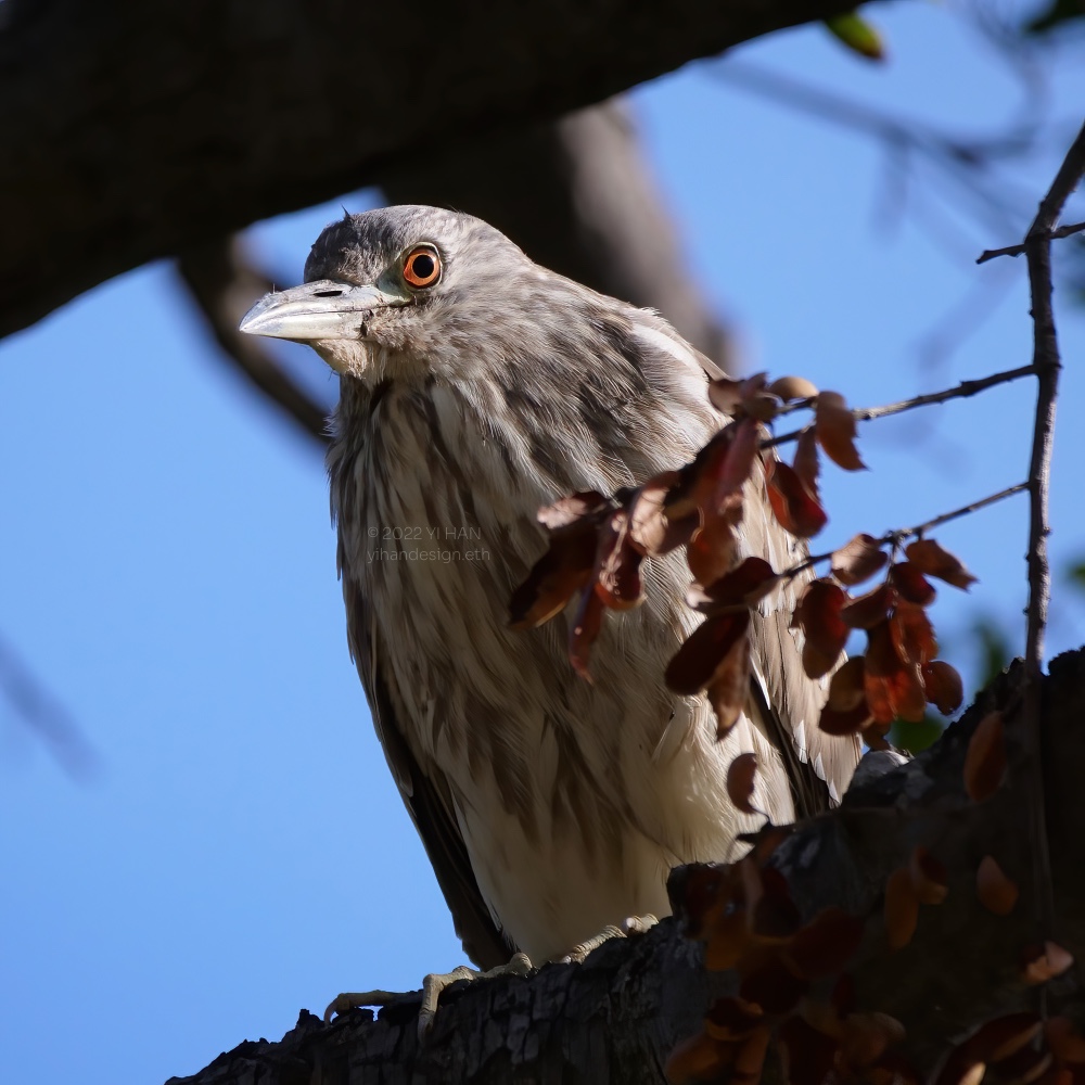 black crowned night heron_2